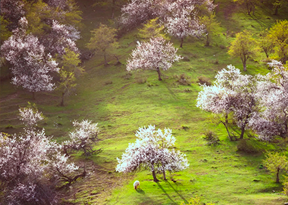 Exclusive Kashi-Yining